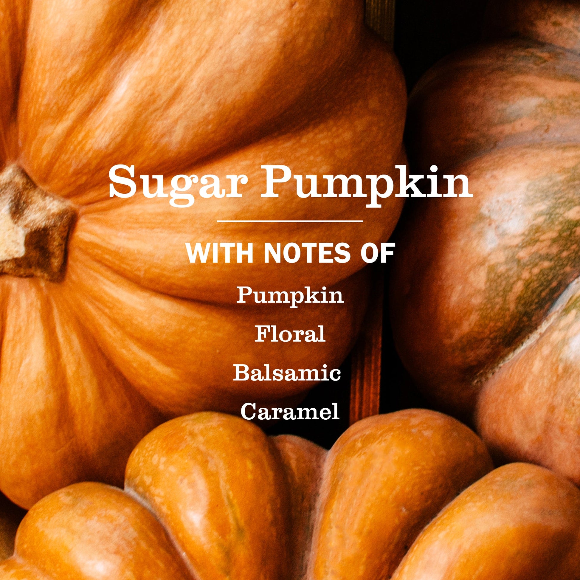 Close-up of sugar pumpkins with text describing their flavor notes.