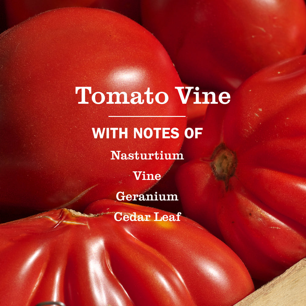 Tomato Vine Kitchen Basics Set